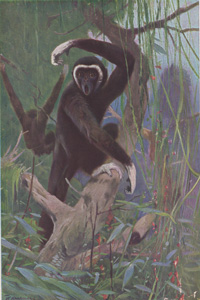 The White-handed Gibbon